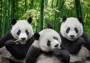 Pandas: Icons of the Wild and logos of Conservation