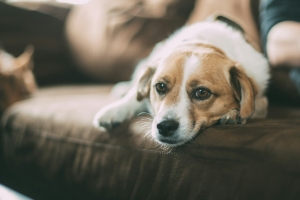 Ensuring Your Dog Is Happy When You Work Full-Time Ensuring Your Dog Is Happy When You Work Full-Time